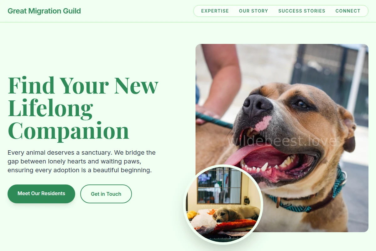 animal-shelter